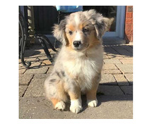 Australian Shepherd Puppies For Sale In Surat