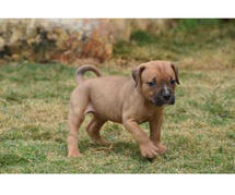 American Bully Puppies For Sale In Surat