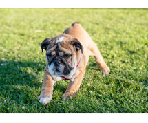 British Bulldog Puppies For Sale