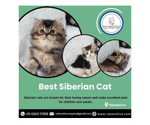 Best Siberian Cat in Bangalore