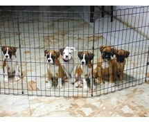 Boxer Puppies For Sale In Surat