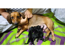 Dachshund Puppies For Sale In Surat