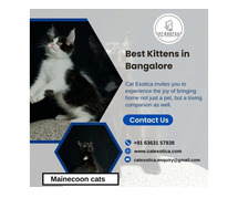 Best Kittens in Bangalore