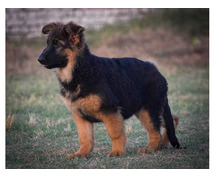 German Shepherd Puppies For Sale In Surat