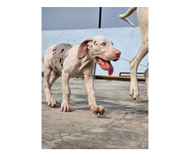 Great Dane Puppies For Sale In Surat