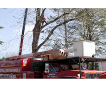 Tree Service in NJ – Amazing Tree Service