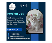 Persian Cat in Bangalore