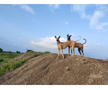 Greyhound Puppies For Sale In Surat