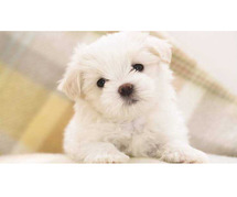 Lhasa Apso Puppies For Sale In Surat