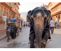 Ethical Elephant Ride in Jaipur: What You Need to Know