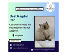 Best Ragdoll Cat in Bangalore