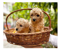 Poodle Puppies in Pune