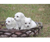 Maltese Puppies in Bangalore