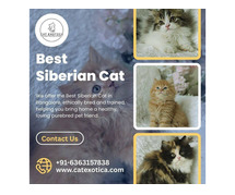 Best Siberian Cat in Bangalore