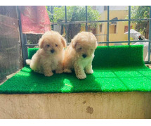 Maltipoo Puppies in Bangalore