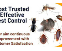 Snake Control or Catcher Experts in Kurnool || Star Pest Control