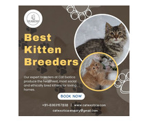 Kittens in Bangalore | Best kitten breeders in Bangalore