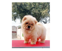 Chow Chow Puppies in Bangalore