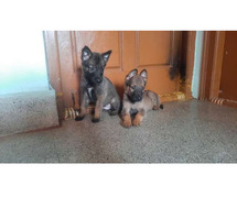 Belgian Malinois Puppies in Bangalore