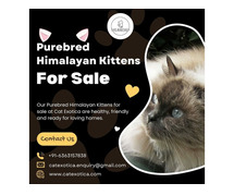 Himalayan Kittens for Sale in Bangalore