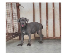 Cane Corso Puppies in Chennai