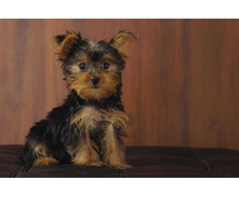 Yorkshire Terrier Puppies in Delhi