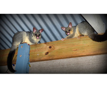 Possum Removal Adelaide