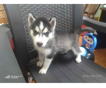 Siberian Husky Puppies For Sale In Chennai