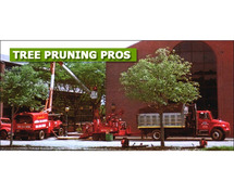 Professional Tree Removal Contractors in NJ – Amazing Tree Services