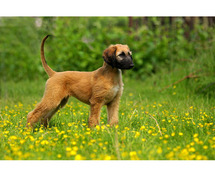 Afghan Hound Puppies For Sale In Chandigarh