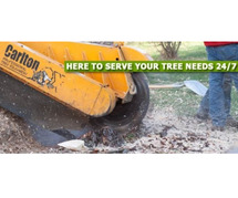 Stump Grinding NJ – Professional Services by Amazing Tree Services
