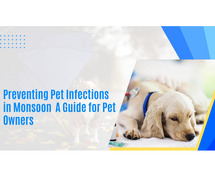 Preventing Pet Infections in Monsoon | APC Pet Clinic
