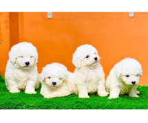 Maltese Puppies For Sale In Dehradun