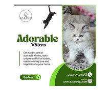 Kittens in Bangalore | Cat in Bangalore