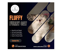 Cats in Bangalore | Buy Cats for Sale Online in Bangalore