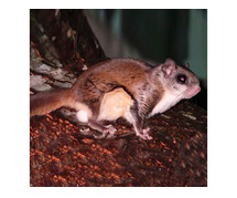Professional Flying Squirrel Removal Services in NJ