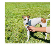 Greyhound Puppies For Sale In Bhopal