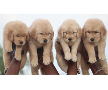Golden Retriever Puppies for Sale in Delhi