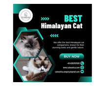 Best Himalayan Cat in Bangalore | Himalayan Cats for Sale
