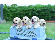 Labrador Retriever Puppies For Sale In Pune
