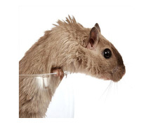 Expert Rodent Removal in NJ