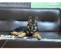 German Shepherd Puppies For Sale In Chennai