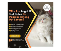 Ragdoll Cat for Sale in Bangalore