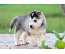 Siberian Husky Puppies For Sale In Guwahati
