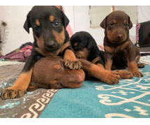 Doberman Puppies For Sale in Bangalore