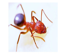 Expert Ant Removal Services in Essex County, NJ