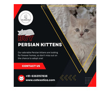 Buy Persian Kittens in Bangalore | Persian Cats for Sale in Bangalore