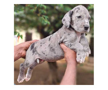 Great Dane Puppies for Sale in Mumbai