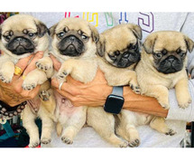 Pug Puppies For Sale In Mumbai