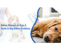 Kidney Diseases in Dogs | APC Pet Clinic: Best Pet Clinic In Kolkata